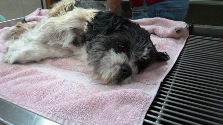 Terrace RCMP make heartbreaking find
