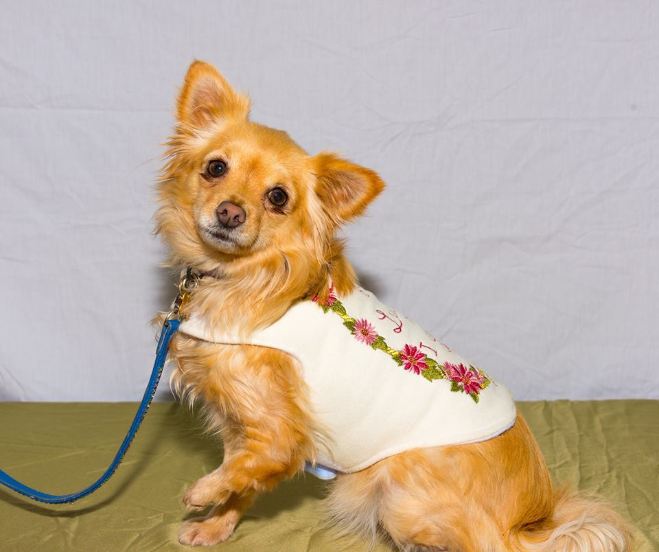 Doggy Fashion Show raised $1700 for new park