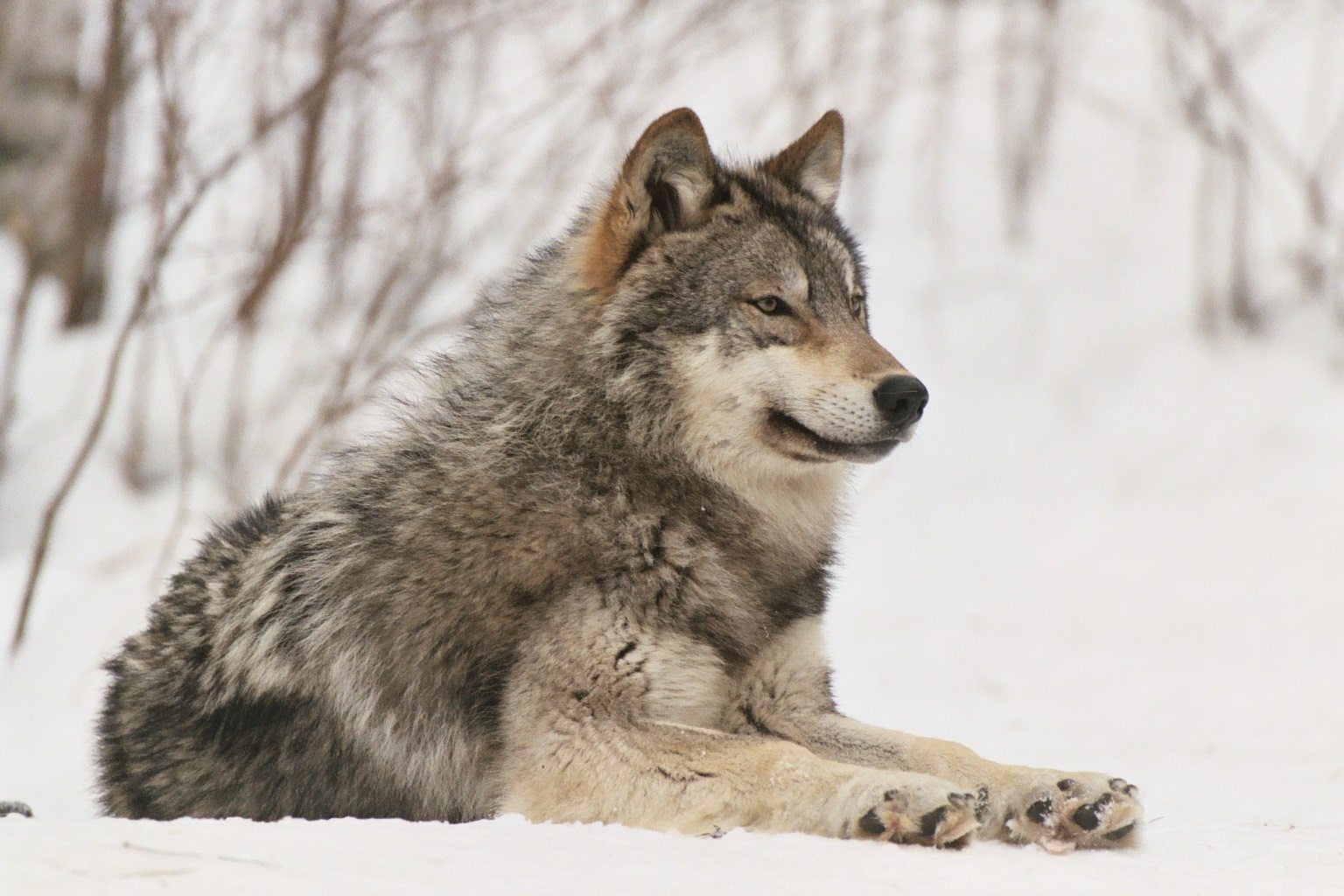Recent increase of wild animal sightings