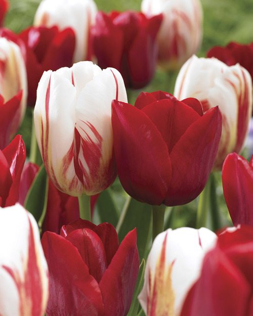 Telkwa Tulip planting thanks WWII Canadians