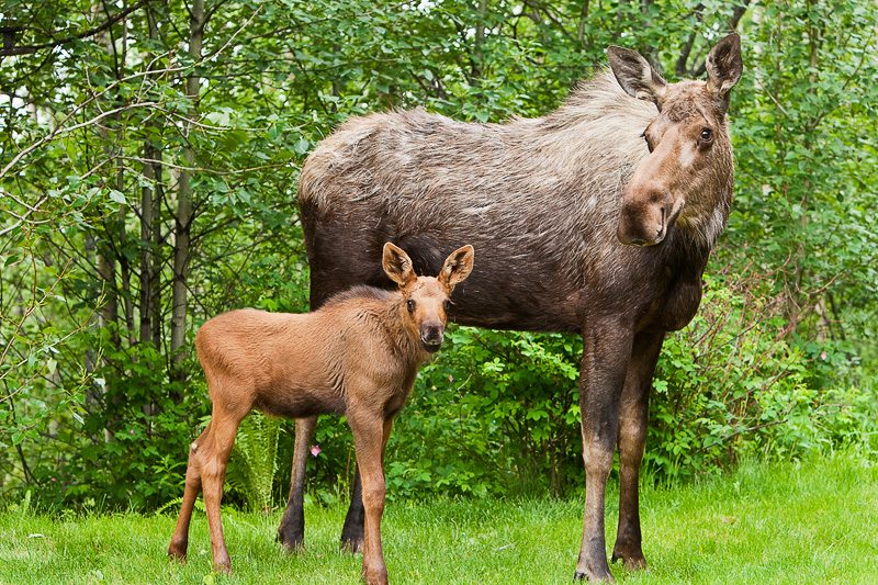 BC modernizes moose management with Moose Tracker app