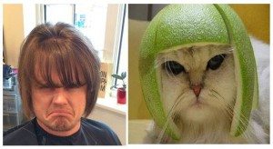 helmet cat