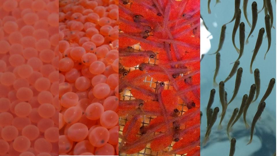 Houston Hatchery releasing Coho Thursday
