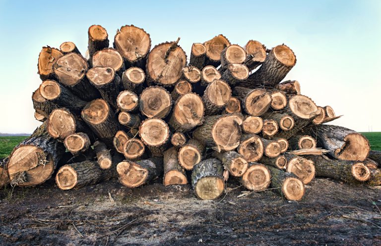 Increases in raw log exports sucking money out of BC’s forest industry: CCPA-BC