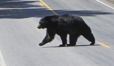Wildlife conflicts in BC at near historic lows