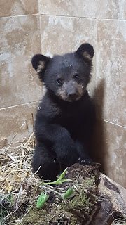 Black Bear Cub rescued near Prince George trailer park