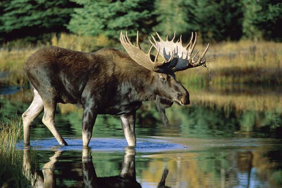 Moose hunting closures announced in the Cariboo