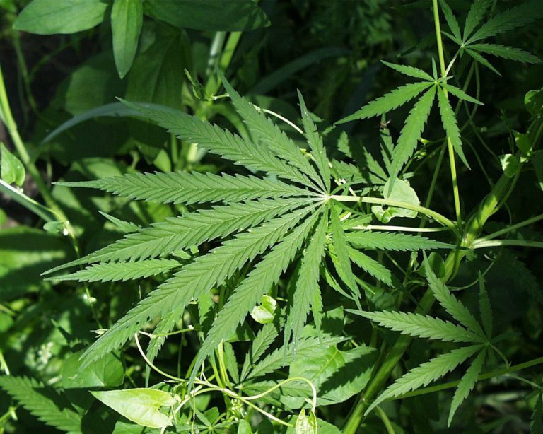 BC government foggy on cannabis retail in rural areas
