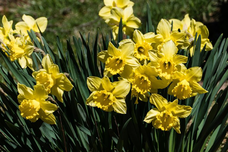 Smithers Daffodil Dash