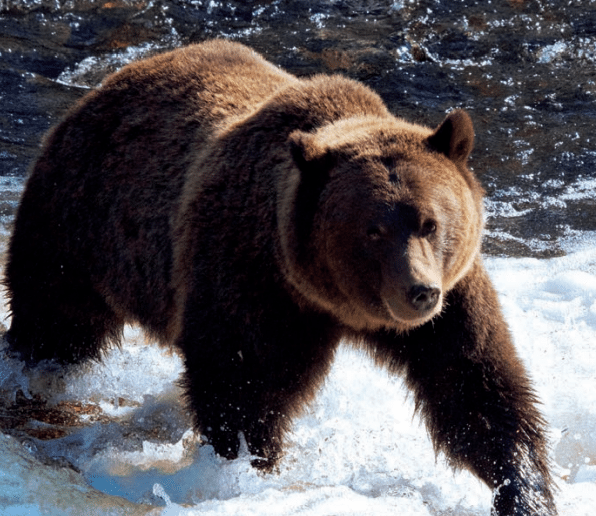 New wildlife regulations now in effect
