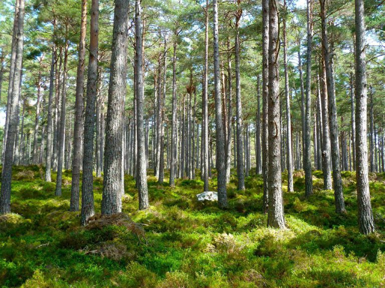 New Forest Practices Board members includes UNBC graduate