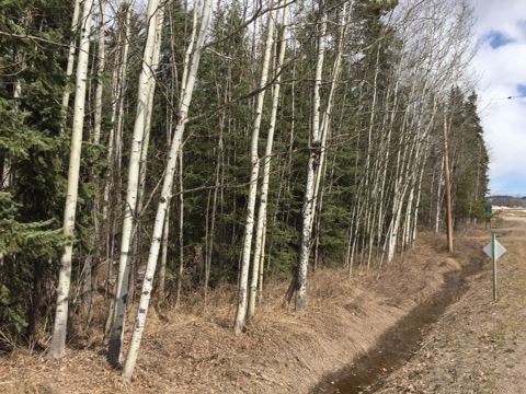 Invasive species and Northern BC