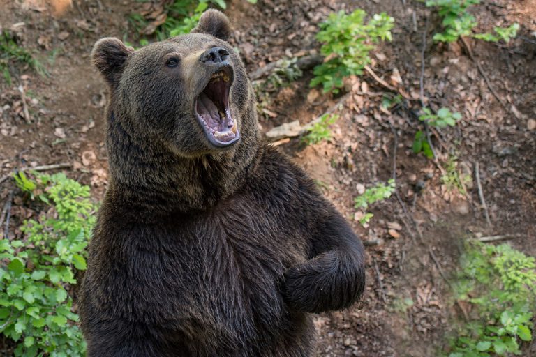 Reducing bear and human conflicts in Smithers