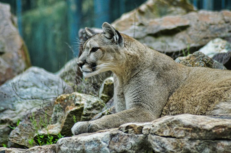 Conservation Sargent Kevin Nixon on recent cougar “sightings”