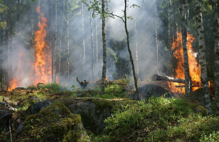 BVLD Wildfire Update: June 25th