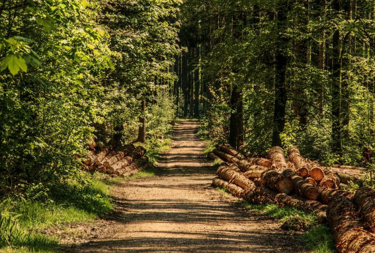 Burns Lake woodlots pass forestry audit’s