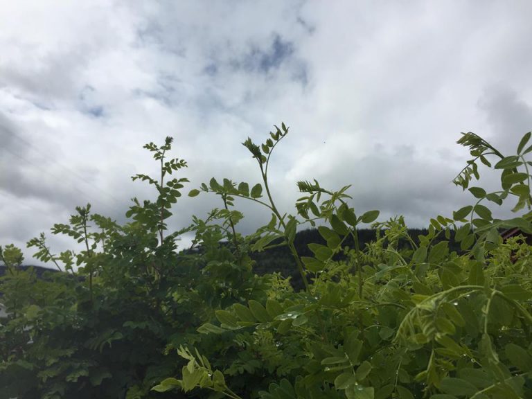 Bulkley Valley and Lakes District Weather Update, June 1st