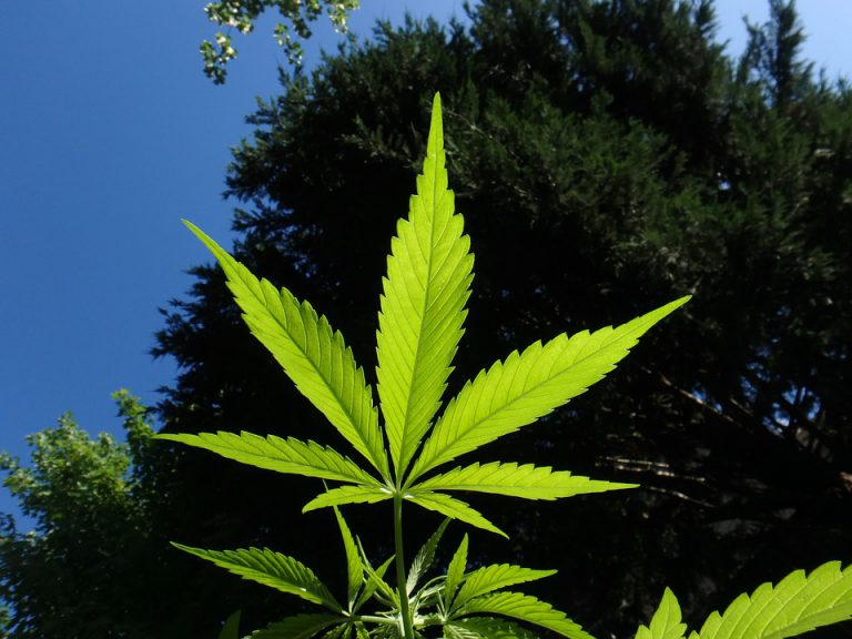Recreational Cannabis public engagement launched in Smithers