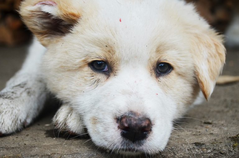 Northern BC mother and daughter land themselves in trouble with SPCA yet again