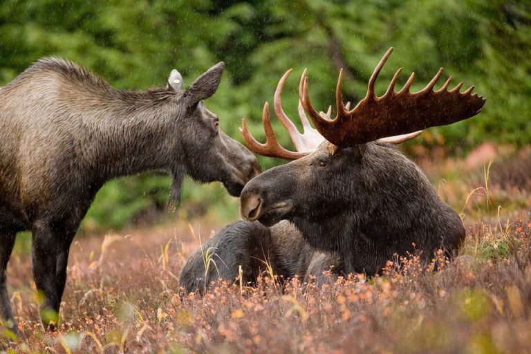Local hunters worry the B.C. moose population is at risk