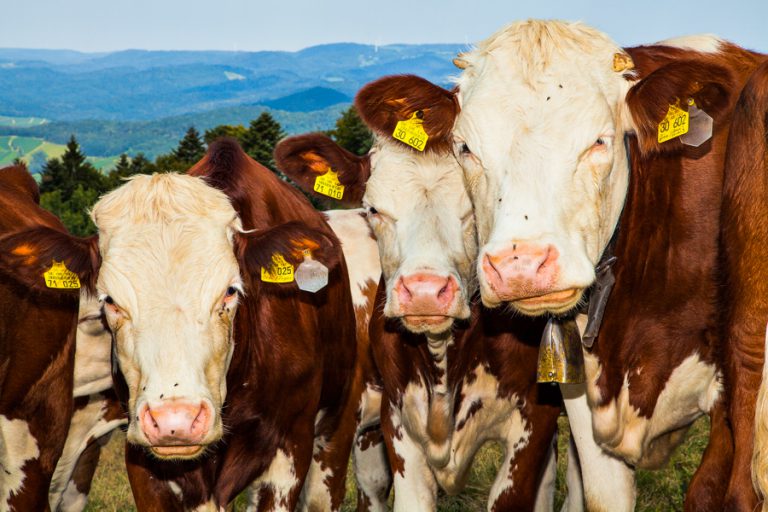 British Columbia Dairy farmers at risk in NAFTA negotiations: Cullen