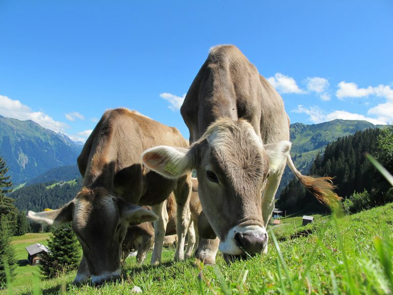 Local woman trying to take on the province over escaped cattle