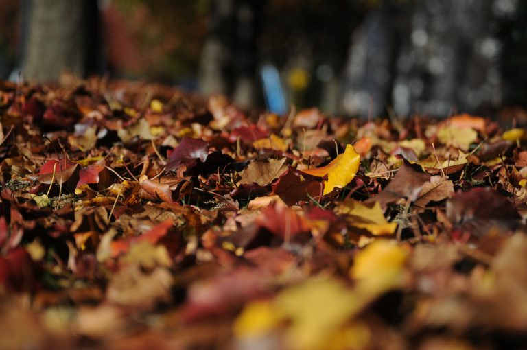 Fall weather expected to remain normal in the Bulkley Valley and Lakes District