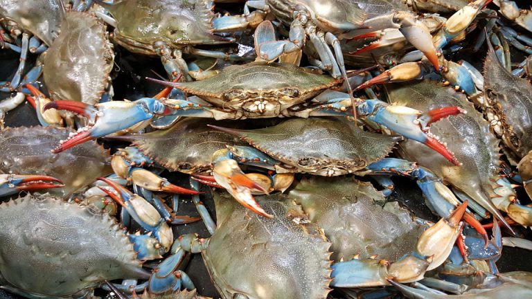 DFO investigates crab dump off Highway 16
