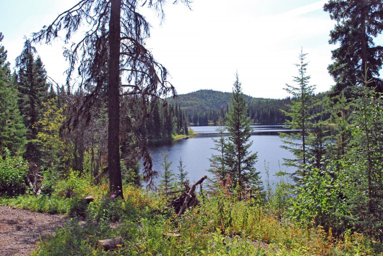 Burns Lake gets $1.25 million for forest rehabilitation