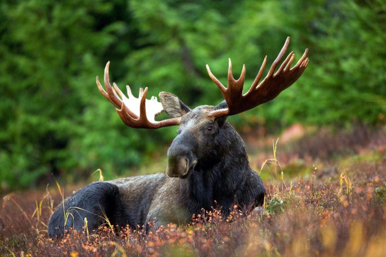 Is the moose population safe in the Bulkley Valley?