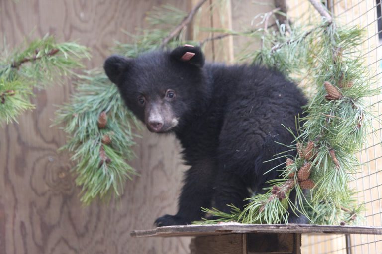 Northern Lights Wildlife Sheter rescues first cubs of the year