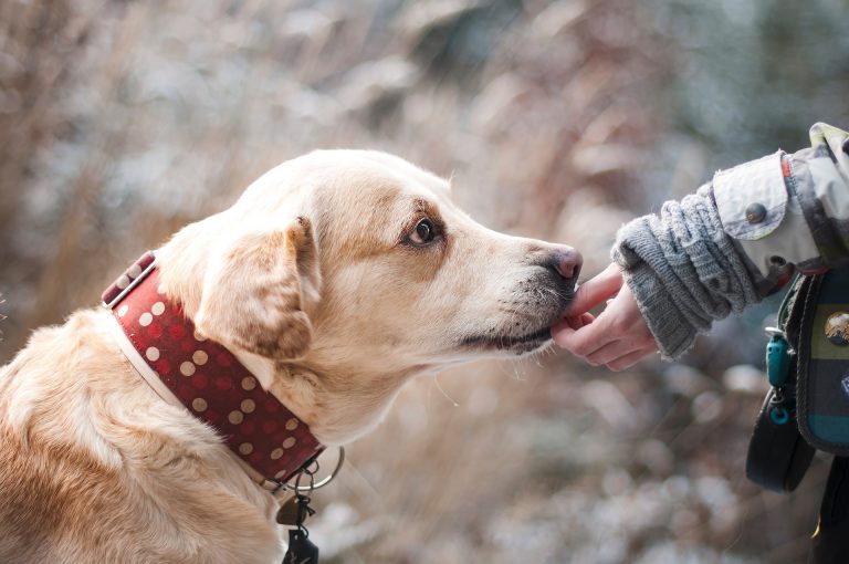 Smithers resident says someone tried to steal her dog