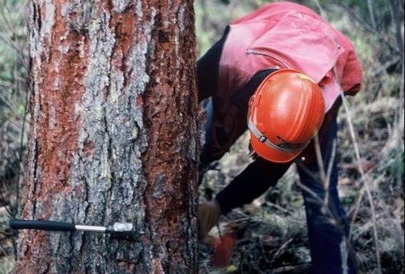 Ministry of Forests not properly monitoring Spruce Beetle wood harvesting: BC Forest Practice Board