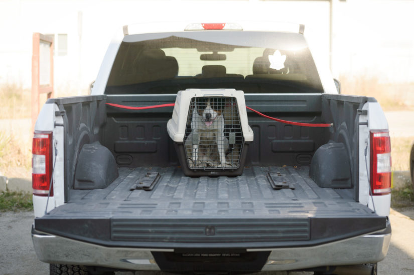 Dog kennel in online truck bed