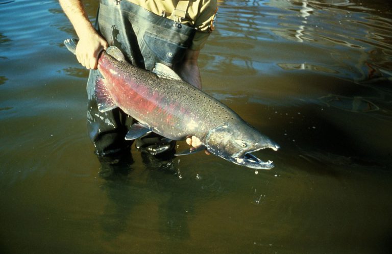 Department of Fisheries calls salmon ban, cancels Fishing Derby