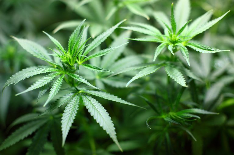 Council gives green light for a second cannabis shop