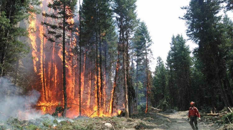 PTSD symptoms among kids, adults could be present after record-breaking wildfire seasons