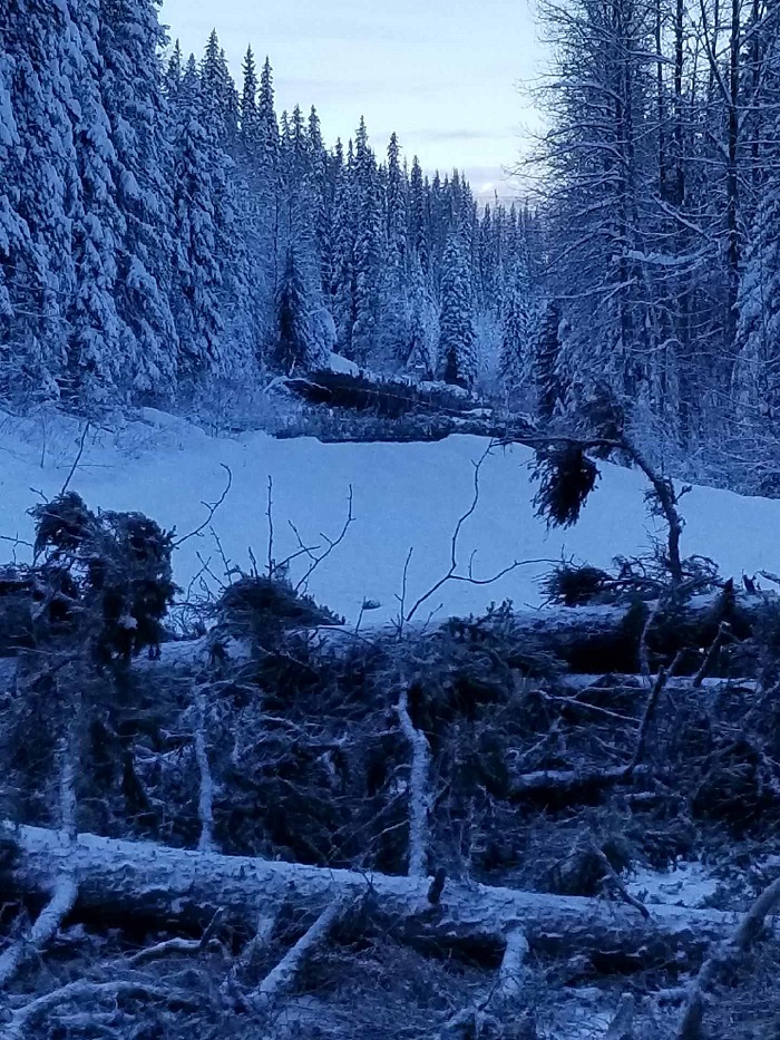RCMP launches investigation into felled trees on Morice West Forest Service Road