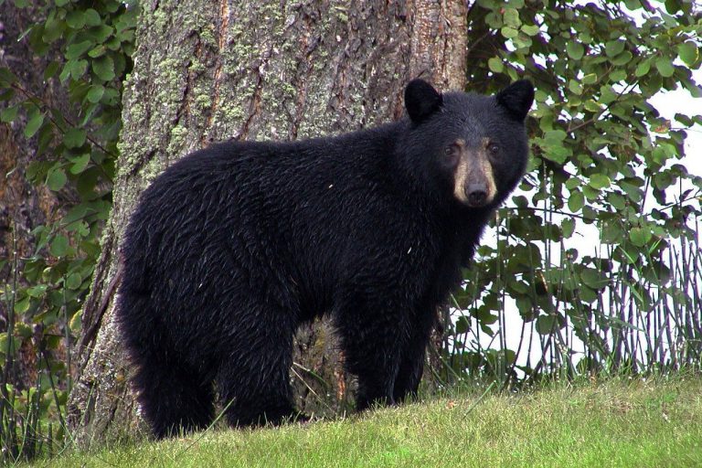 Northern Bear Awareness Society reminding folks to prepare for bears