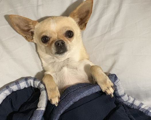 Owners searching for missing dog following Quesnel accident
