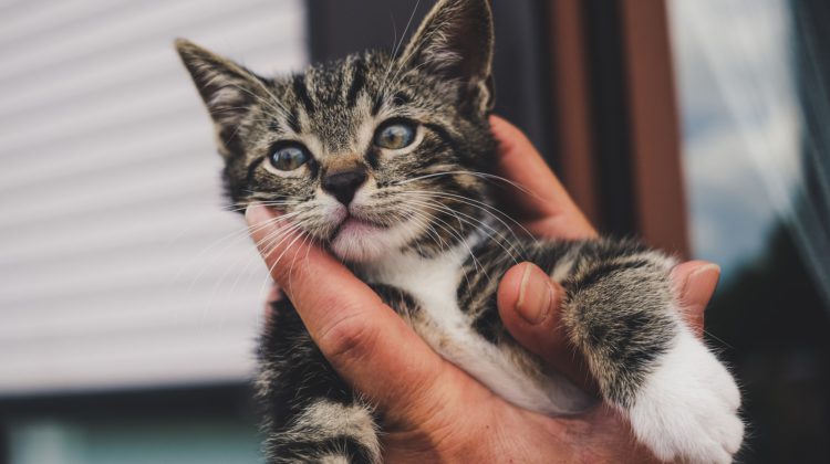 Northwest Animal Shelter sees lack of food donations