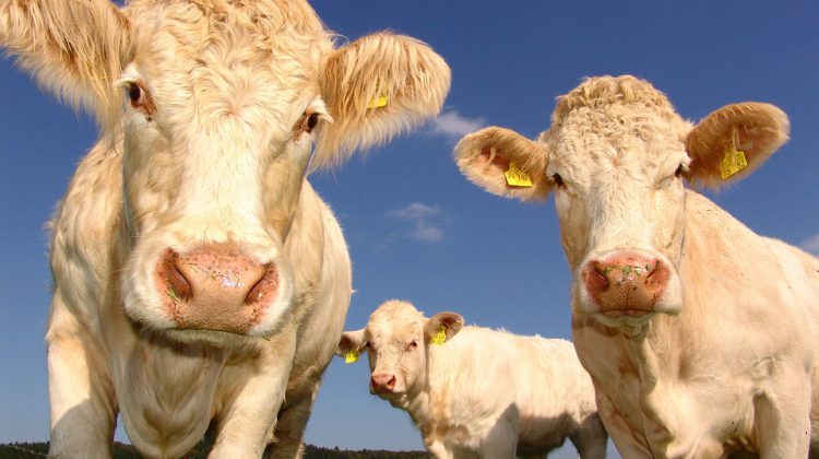 “We are 2017 on steroids,”: BC Cattlemen’s Association on raging wildfires