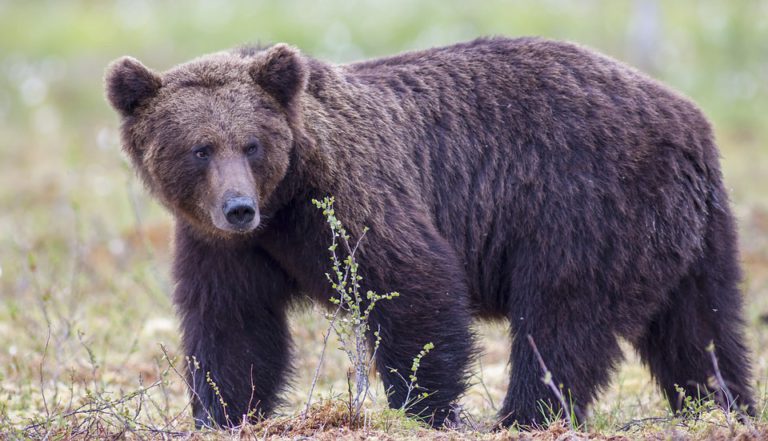 Grizzly bears are losing toes in traps more than you might think: UBCO