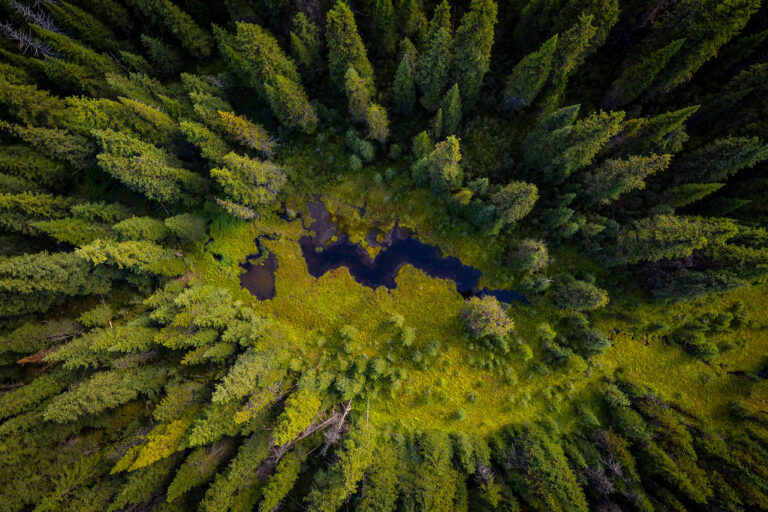 More than 280 million trees planted in BC this year, province says