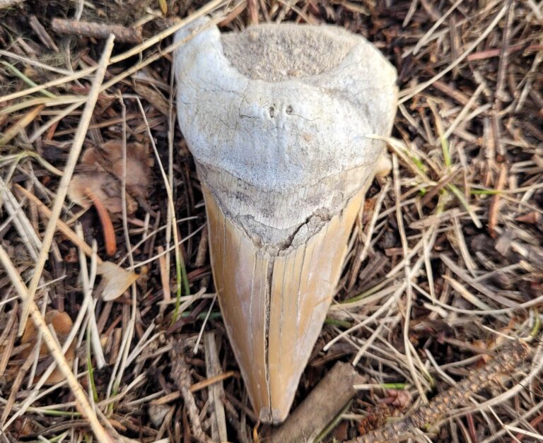 Prehistoric megalodon shark tooth found in Prince George by rock-hunting mother and daughter