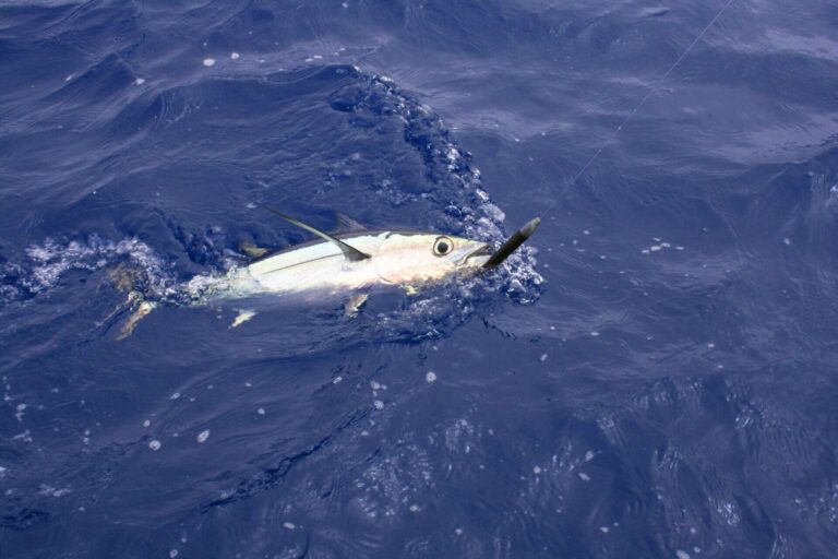 In Search of Albacore