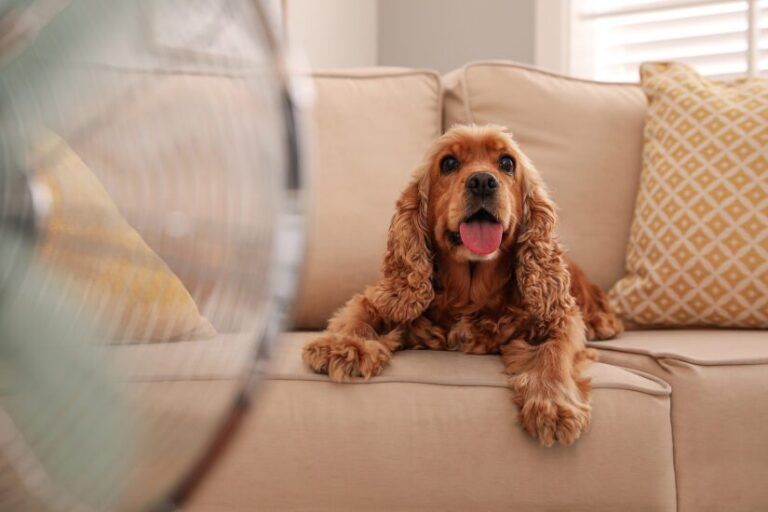 BC SPCA urges keeping pets out of hot vehicles as summer weather arrives