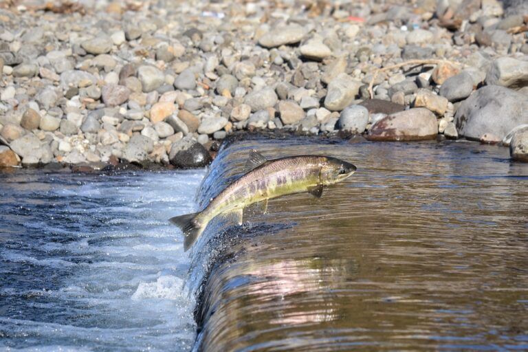 Babine River fishery closing due to low salmon numbers