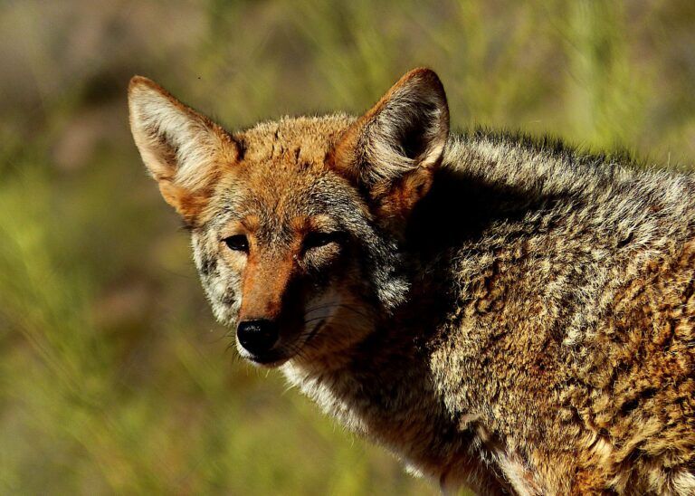 Downtown coyote bite leaves PG Conservation Officers on the lookout