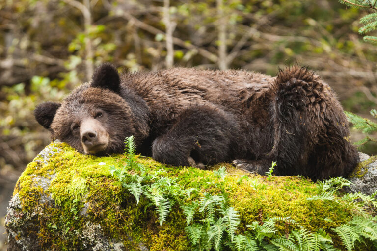 Conservation Coalition opposes proposed regional grizzly bear management system